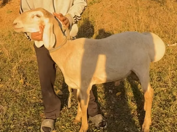 Schaf, Arashan sheep
