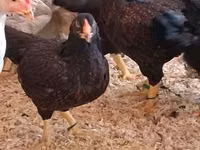 Chickens — Foto 4