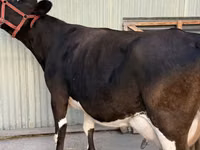गाय, गोलस्टीन नस्ल — फ़ोटो 1