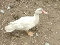 Ducks — الصورة 6