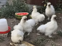 De pelea tailandesa — foto 4