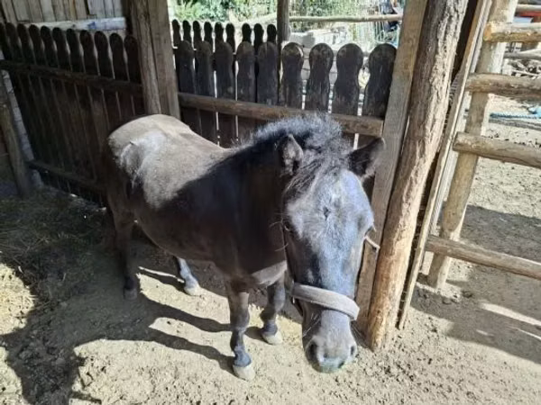 公马, Horses
