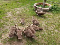 Ducks — photo 5