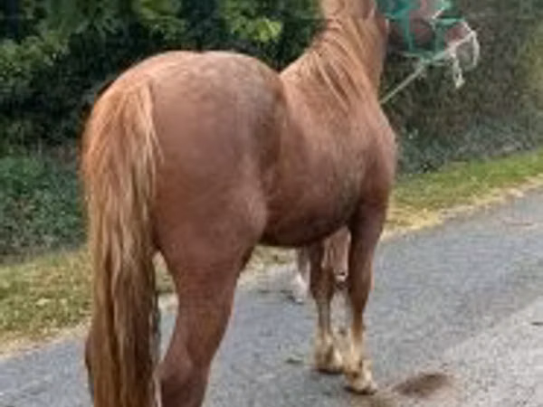 घोड़ा, Andalusian horse