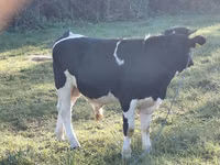 公牛, Russian Black pied cattle — 照片 3