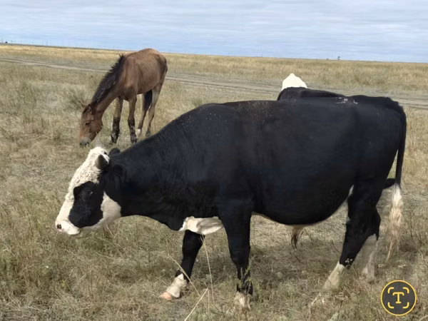 Cow, Red Polled Cow