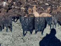 Schafe (Partie, Geschlecht nicht angegeben), Karachay sheep — Foto 6