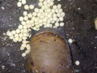 Snail Feed Supplement(10kg) — 照片 2