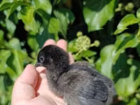 Ayam Cemani — Foto 3