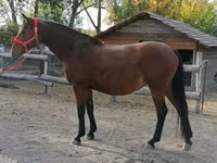 Yegua, Hungarian horse breed — foto 4