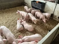 Schweine (Partie, Geschlecht nicht angegeben) — Foto 3