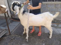 Cabro, Nubian Goat — foto 2