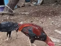 Chickens — फ़ोटो 1