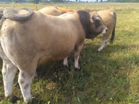 सांड, Aubrac cattle — फ़ोटो 3