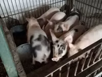 Schweine (Partie, Geschlecht nicht angegeben), Schweine — Foto 1