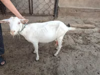 बकरी, Saanen goat — फ़ोटो 4