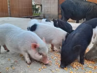Schweine (Partie, Geschlecht nicht angegeben) — Foto 4