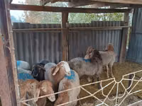 Carnero, Rhon sheep — foto 3