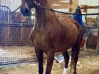 Stute, Dutch warmblood horse — Foto 3