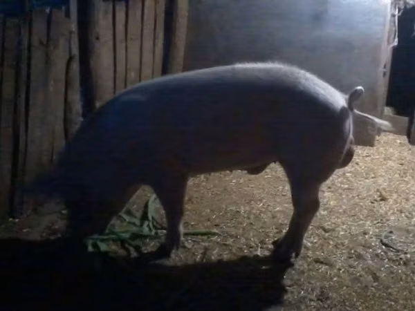 Eber, Schweine