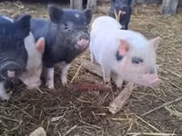 Pigs (batch, sex not specified) — photo 5