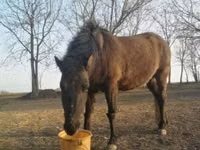 घोड़ा, Hucul pony — फ़ोटो 2