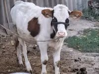 Vaca, Brown Latvian — foto 1