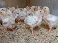 Chickens — Foto 1