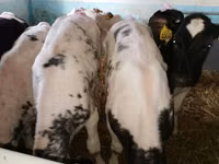 Cattle (batch, sex not specified), Simmental cattle — photo 5