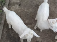 बकरी, Saanen goat — फ़ोटो 5