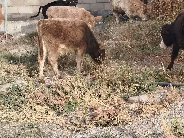 ثور, الماشية