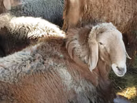 Widder, Arashan sheep — Foto 3
