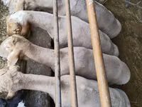 Ram, Sheep — photo 5