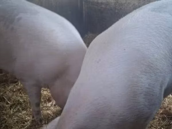 Schweine (Partie, Geschlecht nicht angegeben), 
