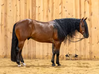 حصان, Quarter Horse — الصورة 4