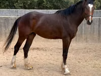 Caballo, Clydesdale — foto 3