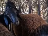 Ram, Kazakh fat-tailed coarsewool sheep — photo 2
