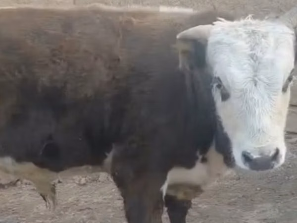 بقرة, Latvian Blue cattle