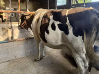 Kuh, Holstein-Rasse — Foto 3