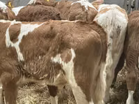 牛只（批次，未指定性别）, Cattle — 照片 7