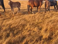 Hengst, Altai horse — Foto 4