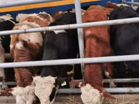Cattle (batch, sex not specified), Hereford — photo 2