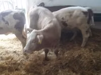 公牛, Limousin cow — 照片 5