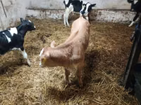 Cattle (batch, sex not specified), Cattle — photo 6