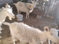 Ziege, Russian White goat — Foto 2