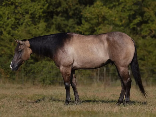 घोड़ा, Quarter Horse