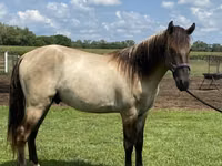 Hengst, Rocky Mountain Horse — Foto 5
