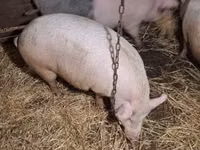 Schweine (Partie, Geschlecht nicht angegeben) — Foto 8