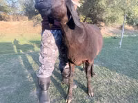 Schaf, Arashan sheep — Foto 3