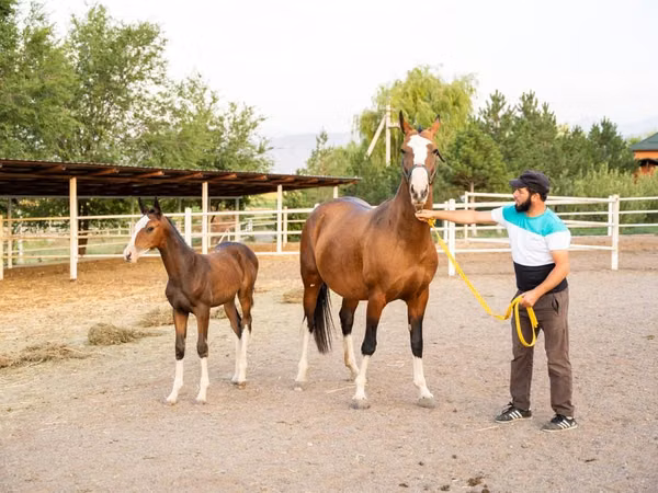 母马, Akhal-Teke